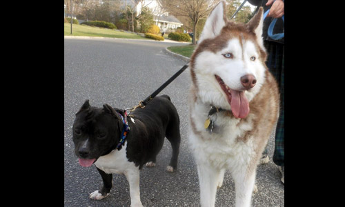 Pet of the Week
