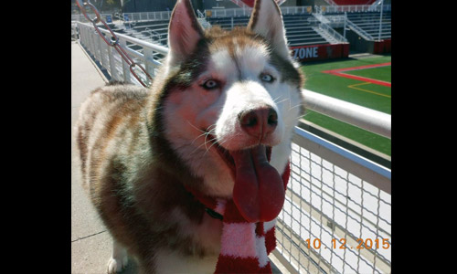 Pet of the Week