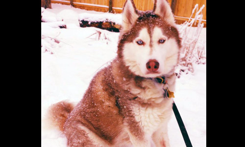 Pet of the Week