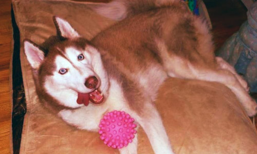 Pet of the Week