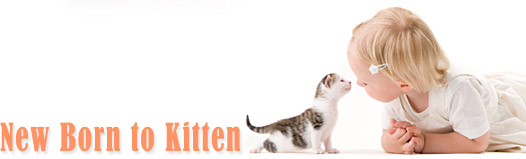 New Born to Kitten