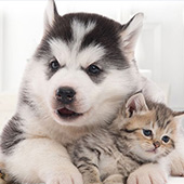 link to My Dog has Fleas: How Do I Get Rid Of Them?