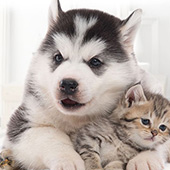 link to Introducing New Pets To Your Dog