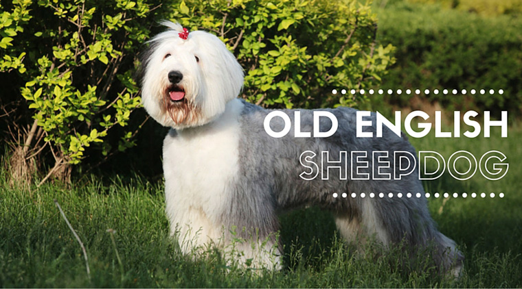 Old English