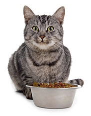 Organic Cat