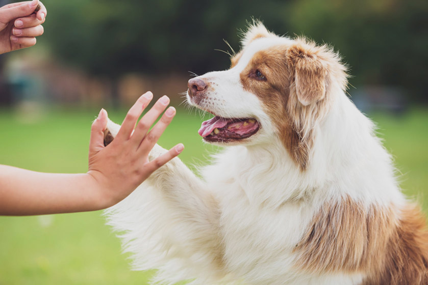 dog play