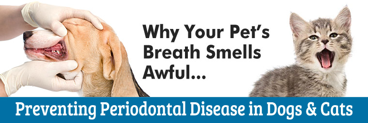 Periodontal