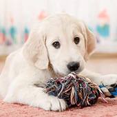 link to fleas