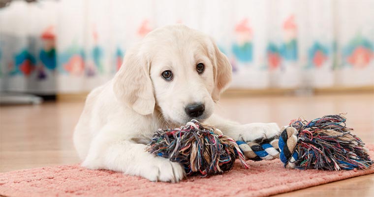 puppy play on the ground