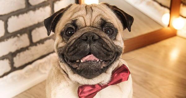 pug wears a red bow tie