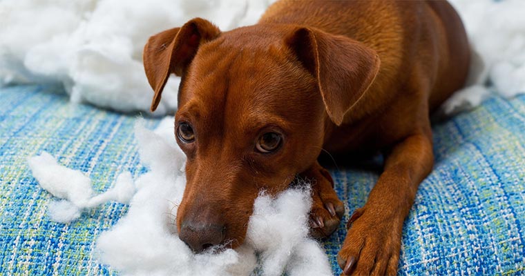dog eat pillow