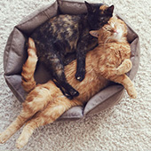 link to Making Your Home Pet Friendly