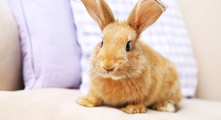 Making Your Home Pet Friendly