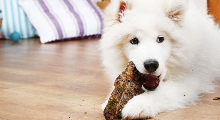 Making Your Home Pet Friendly