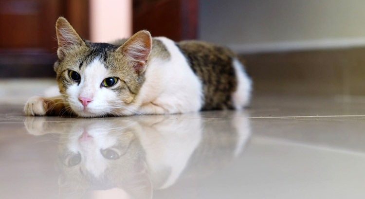 Making Your Home Pet Friendly