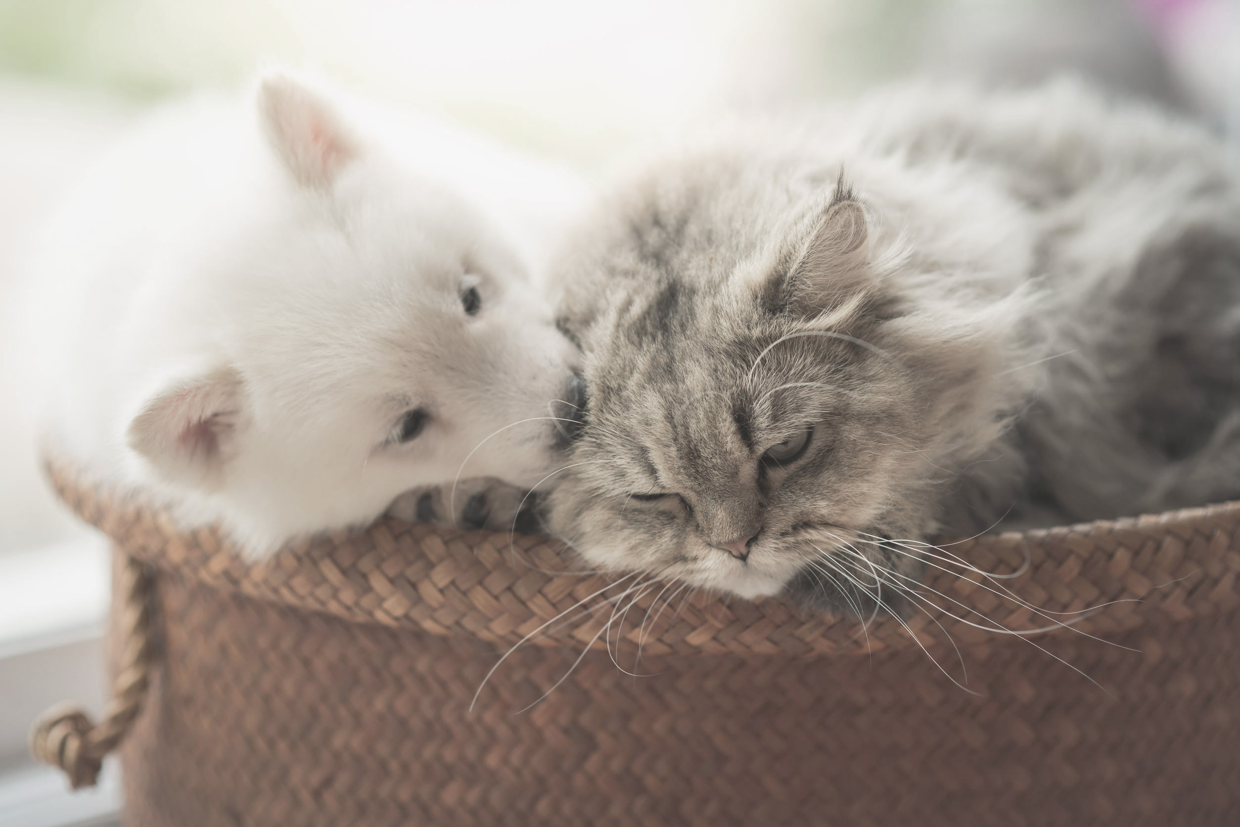 Dog and cat resting in a basket