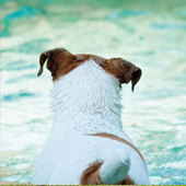 link to Pet Pool Safety Tips for Safe Summer Fun