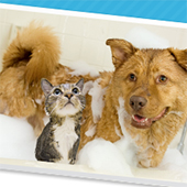 link to Pet Shampoo guide For Dogs & Cats