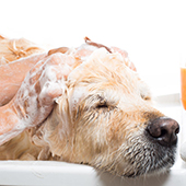 link to Pet Shampoo guide