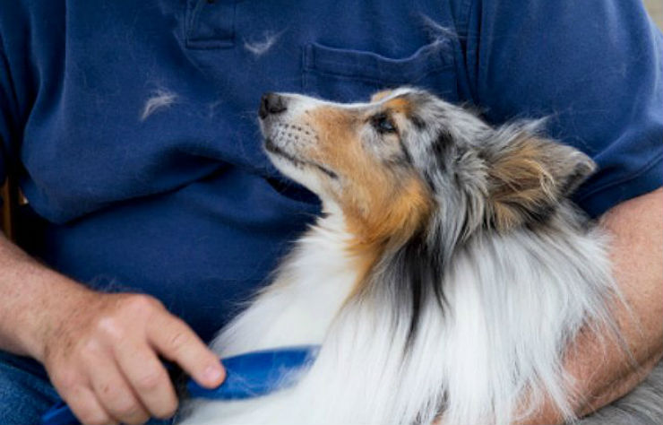 Dog Shedding