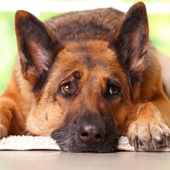 link to Pet Stress 101?