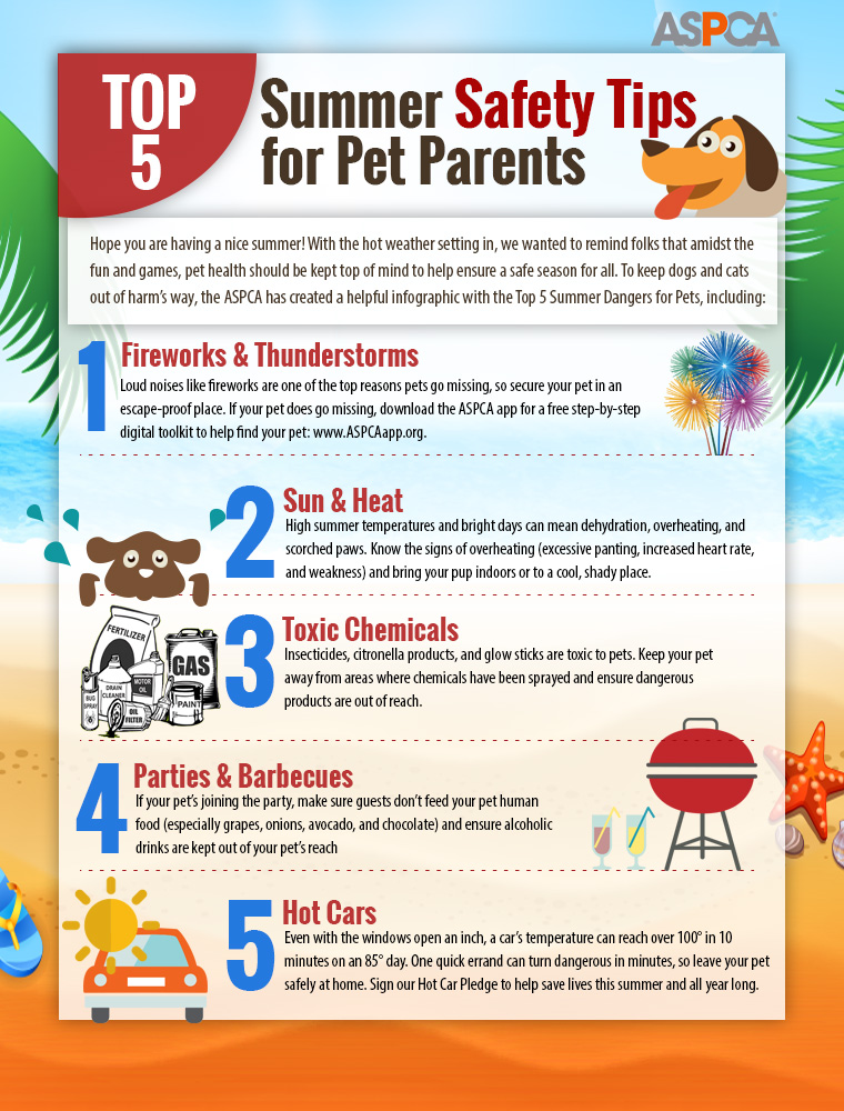 top five summer safety health tips for dog cat pet parents - infographic
