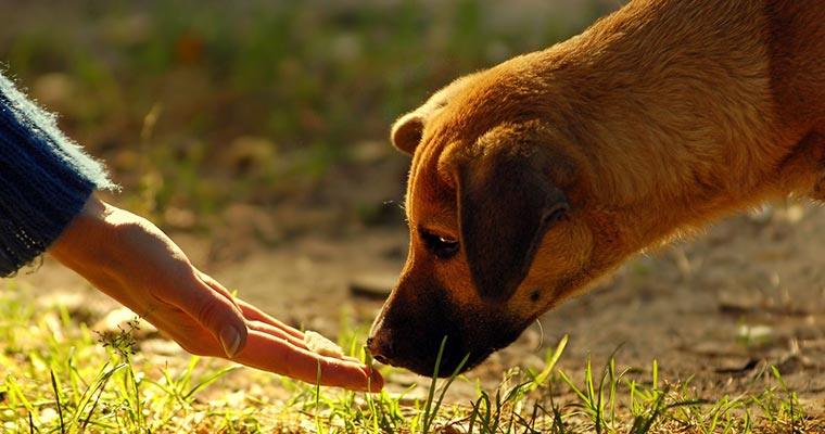 A image of a dog smell a person's hand