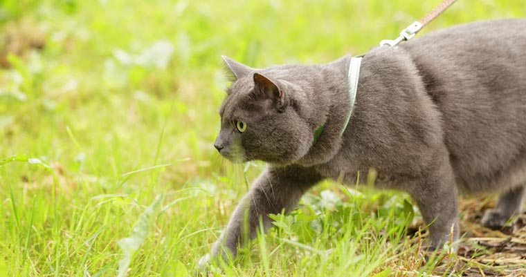 A image of a cat walking in the greass