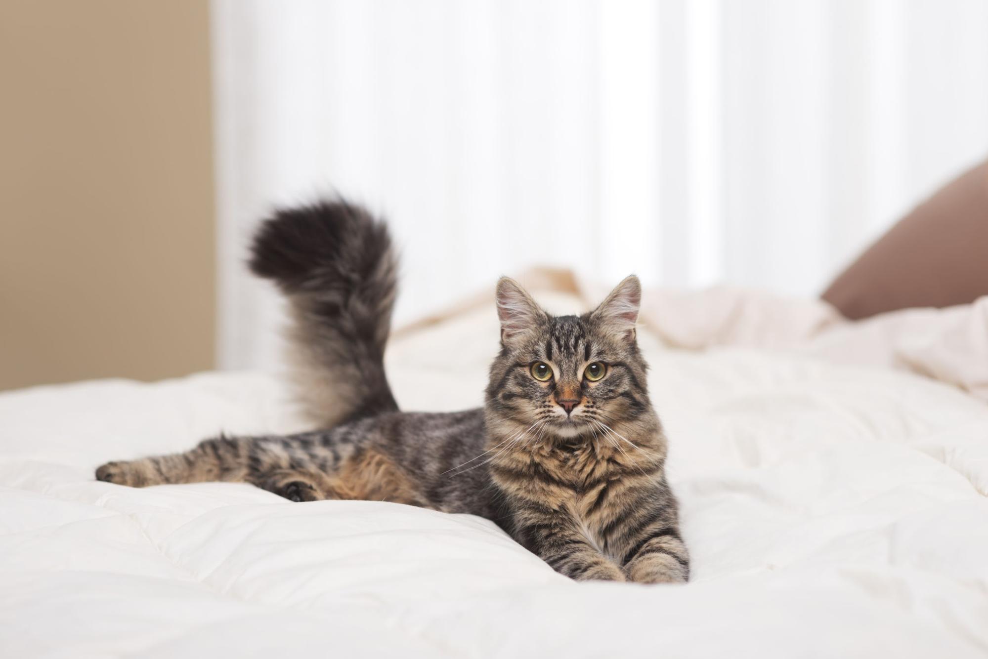 Top 10 Places to Take Your Pet on the West Coast