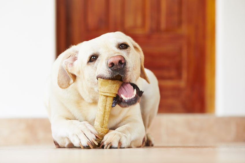  The Secret to Keeping pets Calm & Well-Behaved