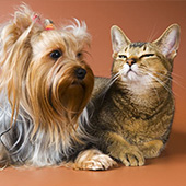 link to My Dog has Fleas: How Do I Get Rid Of Them?