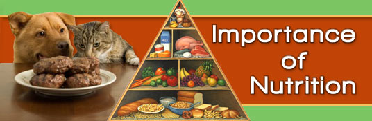 Importance of Nutrition