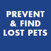 link to Do's & Don'ts of a New Pet and Kids