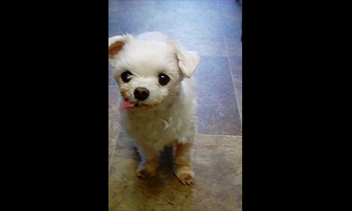Pet of the Week