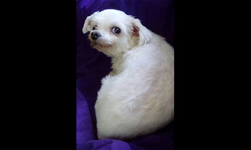 Pet of the Week