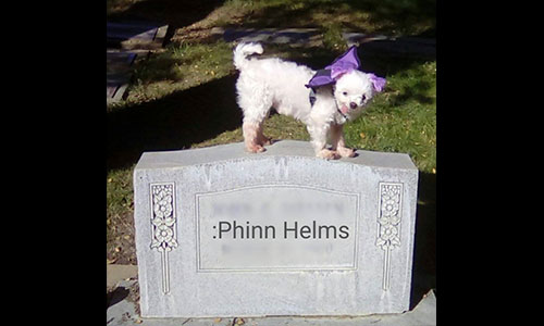 Pet of the Week