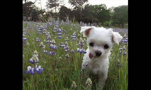Pet of the Week
