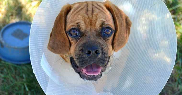 happy dog brown pitbull with white cone collar