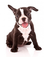 smiling plaque attack dog