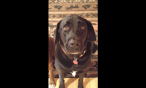 Pet of the Week