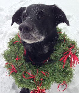 Pet of the Week