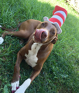 Pet of the Week