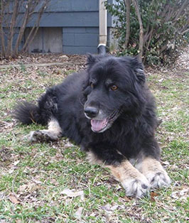 Pet of the Week