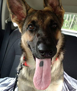 Pet of the Week