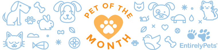 Pet of the Month