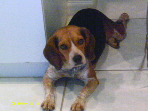 Pet of the Week