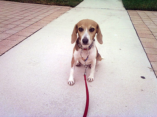 Pet of the Week