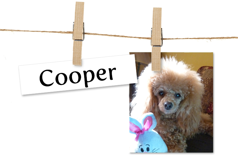 Pet of the Week