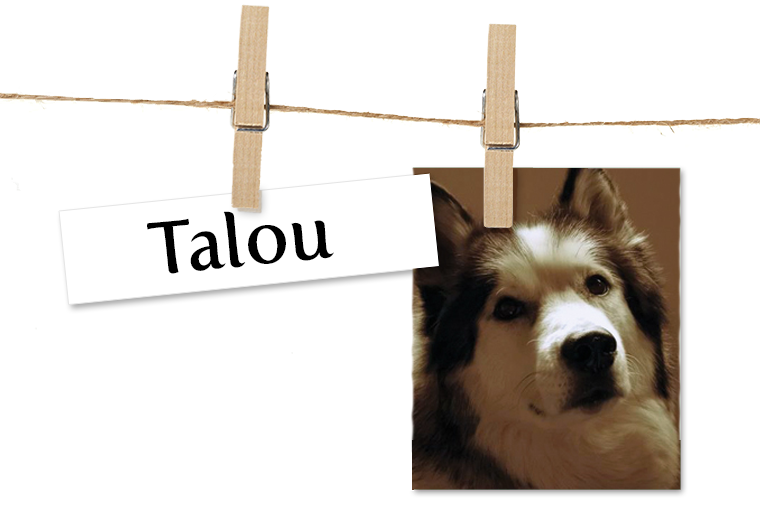 Pet of the Week