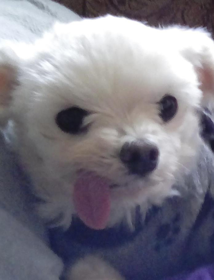 Pet of the Week